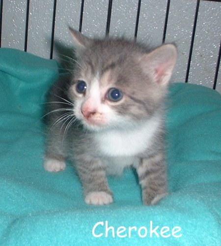 Cherokee
