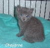 Cheyenne