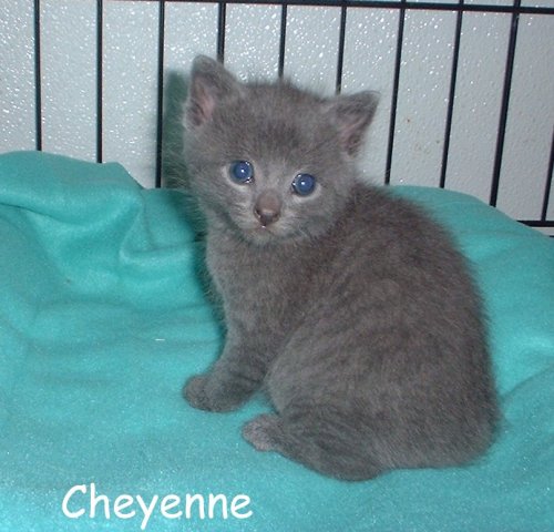 Cheyenne