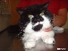 Duchess 2