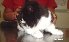 Duchess 3