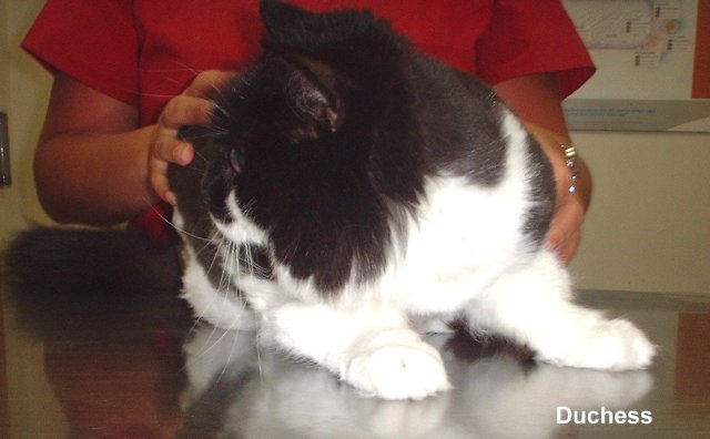 Duchess 3