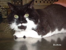 Duchess 1