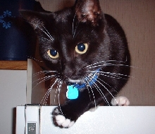 harley eyes
