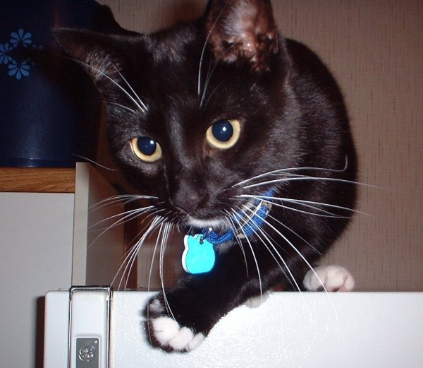 harley eyes