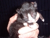 kitten1