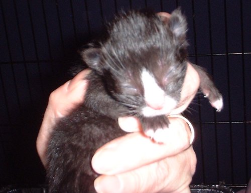 kitten1