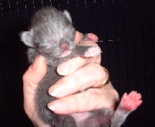 kitten2