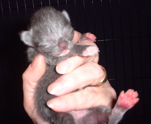 kitten2