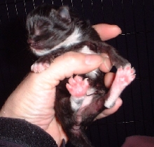 kitten3
