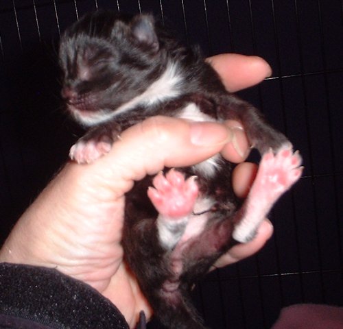 kitten3