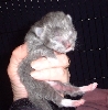 kitten4