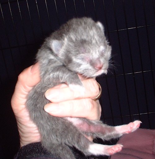 kitten4