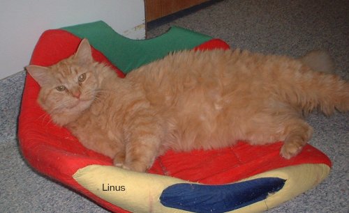 linus after