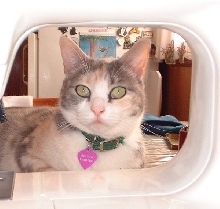 meadow eyes