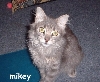 mikeynice