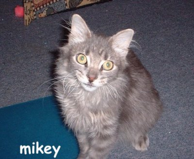 mikeynice