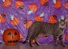 Nicky Pumpkin