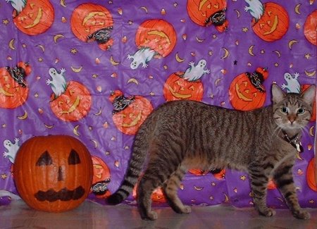 Nicky Pumpkin