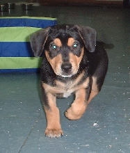 zorro