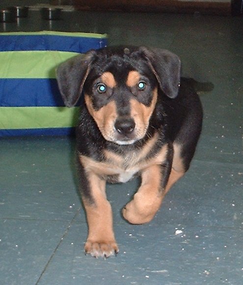 zorro