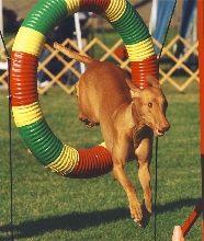 bamba tire