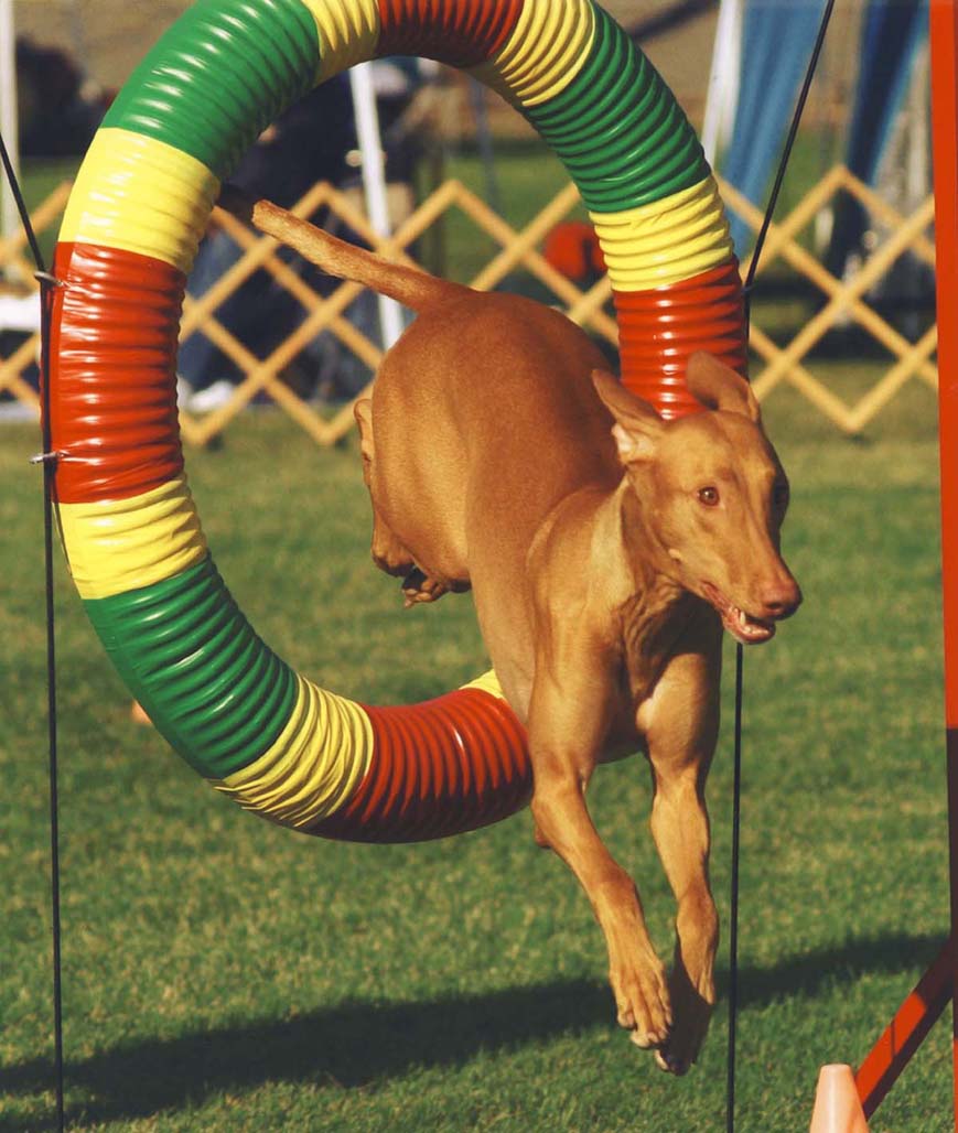 bamba tire