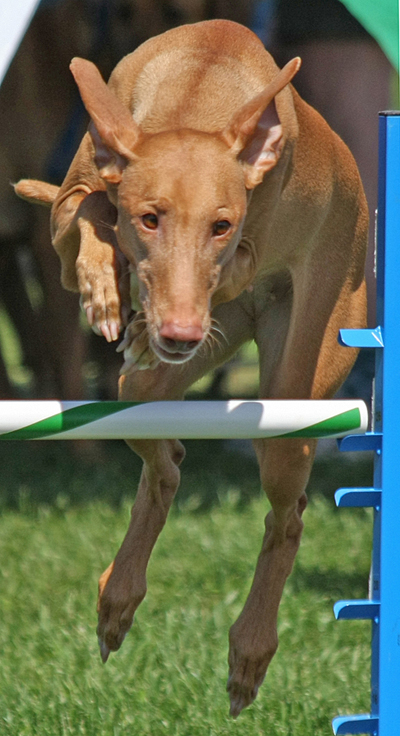 Malik jump