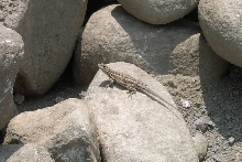 Female of Male Wild Lizard