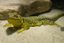 New Yellow Male