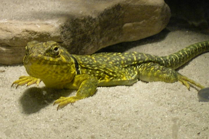 New Yellow Male