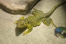 Even More Yellow