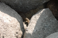 Female Hidden