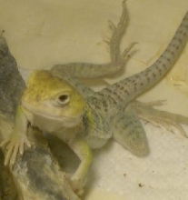 Female Yellowhead2