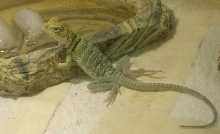Female Yellowhead