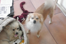 My funny pomeranians