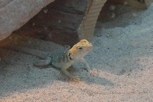 Female