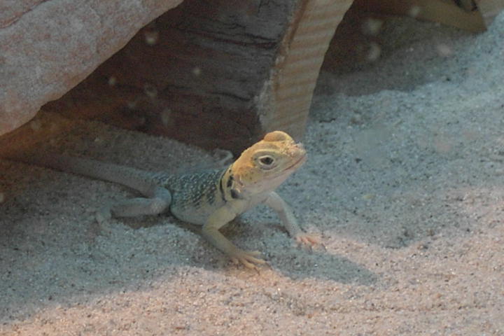 Female