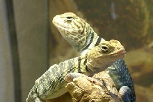 Yellows Growing Up