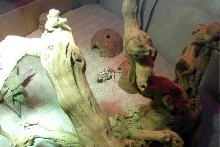 My cage with semi-adult female.