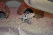 My Female