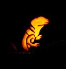 Small Pumkin 2005