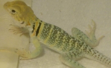 Sarge3