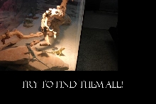 Try To find Them All!
