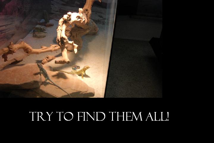 Try To find Them All!