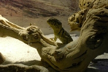 Ready For Brumation?