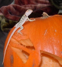 Its Halloween Time!