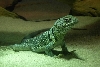 Big Male