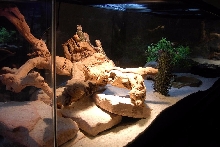 Whole Cage