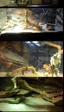 Some Pics of my Adult Cage